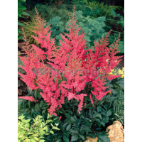 tawułka, tawułka arendsa, astilbe, astilbe arendsii, tawułka białą, tawułka Deutschland