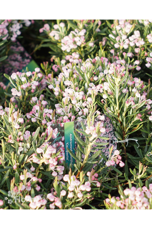 Modrzewnica pospolita 'Blue Ice' | Andromeda polifolia