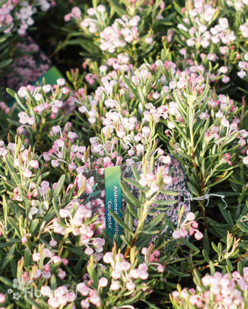 Modrzewnica pospolita 'Blue Ice' | Andromeda polifolia