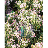 Modrzewnica pospolita 'Blue Ice' | Andromeda polifolia