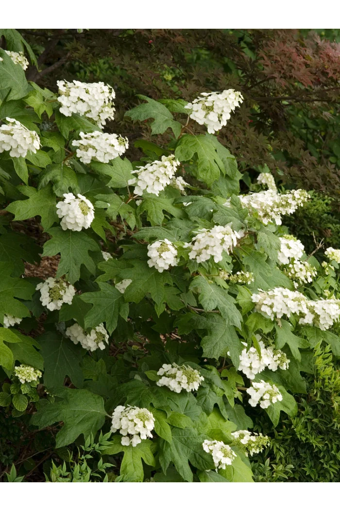 Hortensja dębolistna | Hydrangea quercifolia