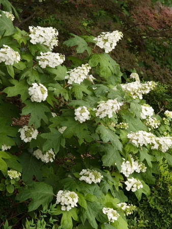 Hortensja dębolistna | Hydrangea quercifolia