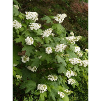 Hortensja dębolistna | Hydrangea quercifolia