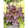 Żurawka 'Melting Fire' | Heuchera