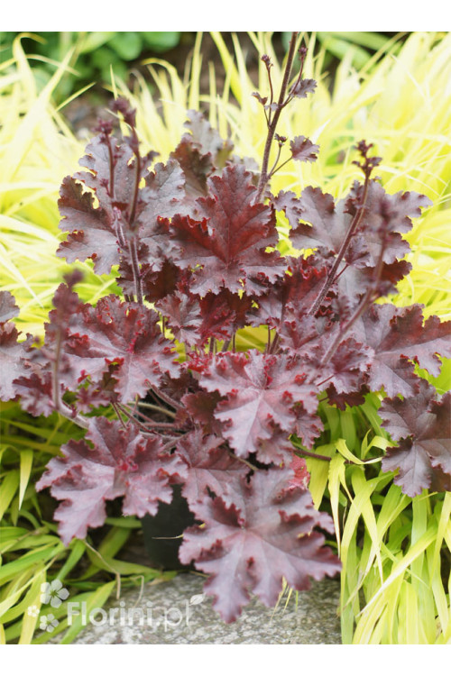 Żurawka 'Melting Fire' | Heuchera