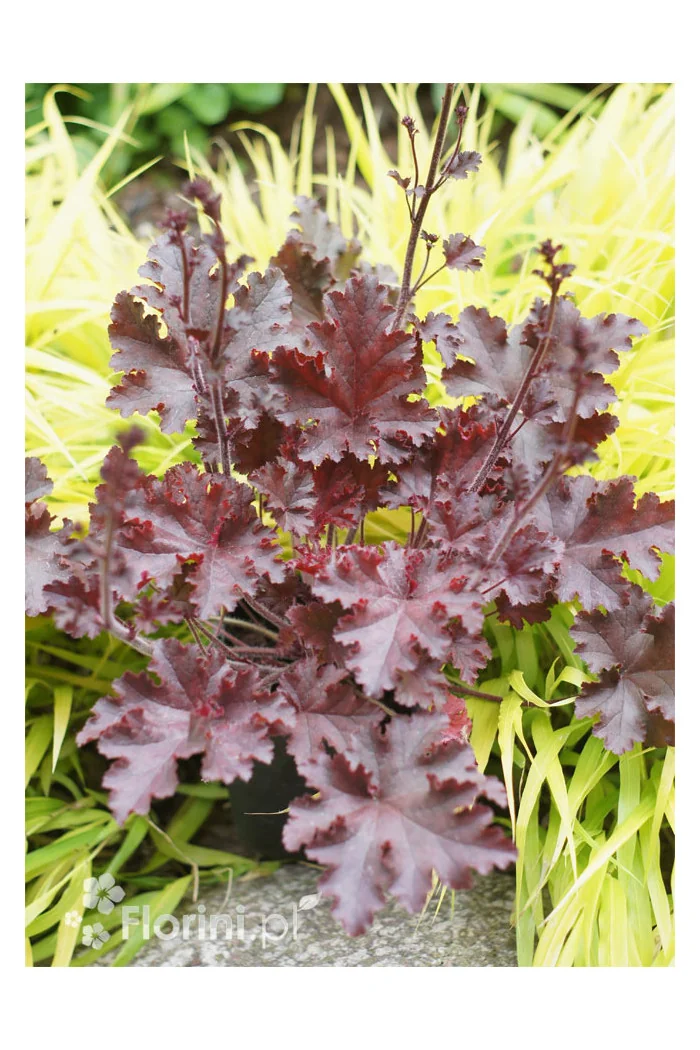 Żurawka 'Melting Fire' | Heuchera