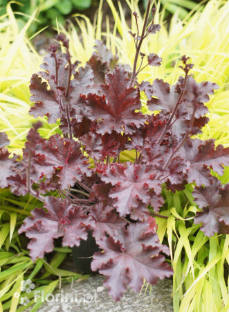 Żurawka 'Melting Fire' | Heuchera