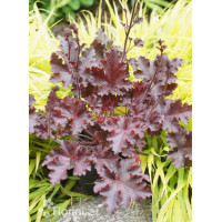 Żurawka 'Melting Fire' | Heuchera