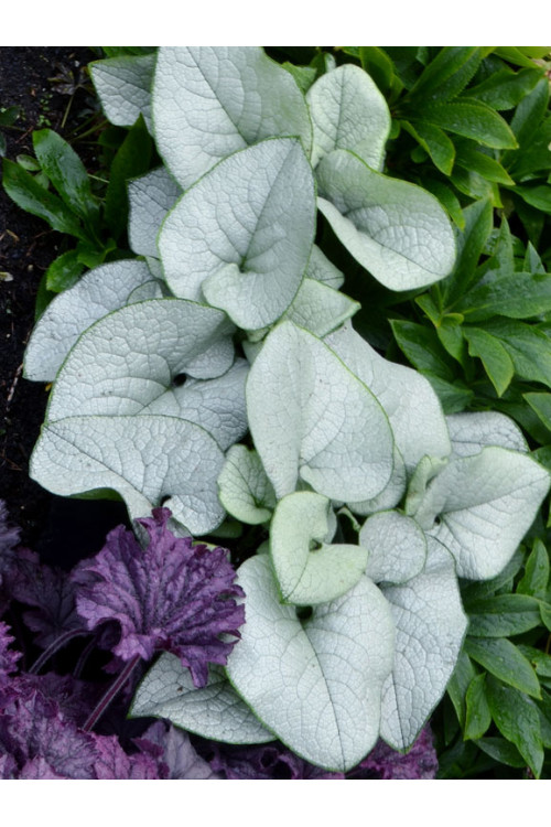 Brunnera 'Alexandria' | Brunnera