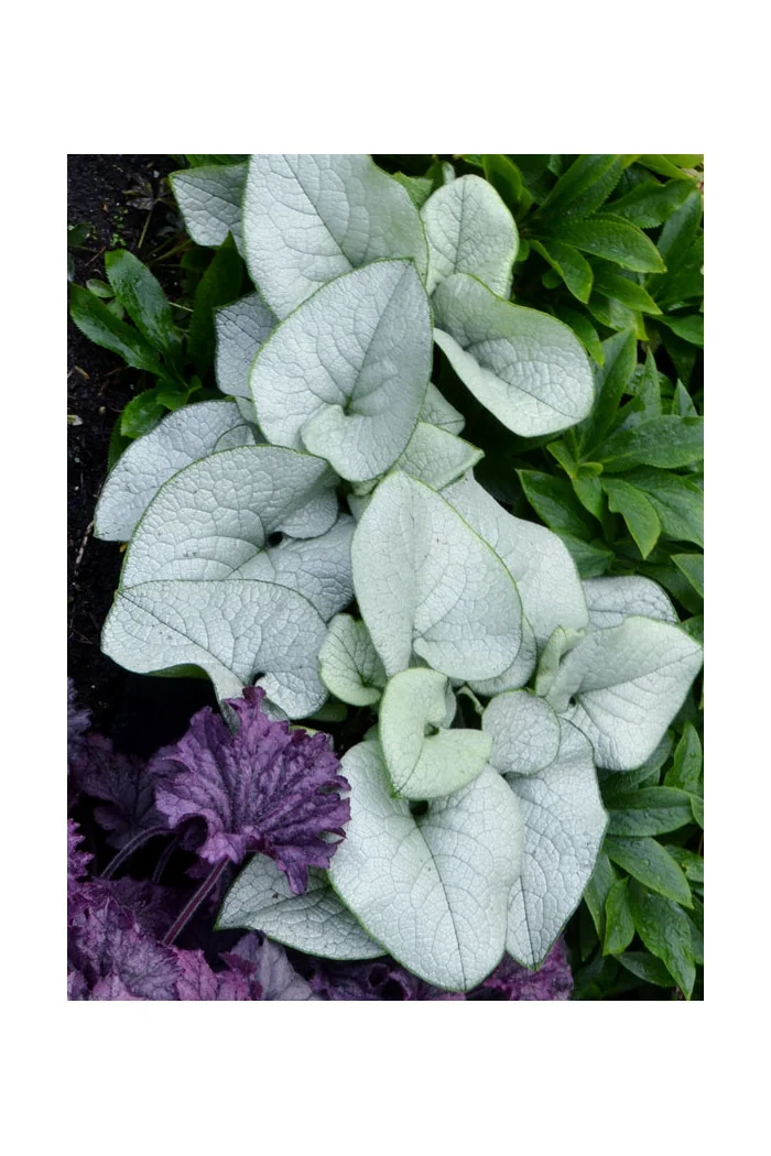 Brunnera 'Alexandria' | Brunnera