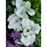 Brunnera 'Alexandria' | Brunnera