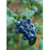 Borówka amerykańska 'Bluecrop' | Vaccinium corymbosum