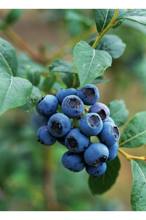 Borówka amerykańska 'Bluecrop' | Vaccinium corymbosum