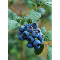 Borówka amerykańska 'Bluecrop' | Vaccinium corymbosum
