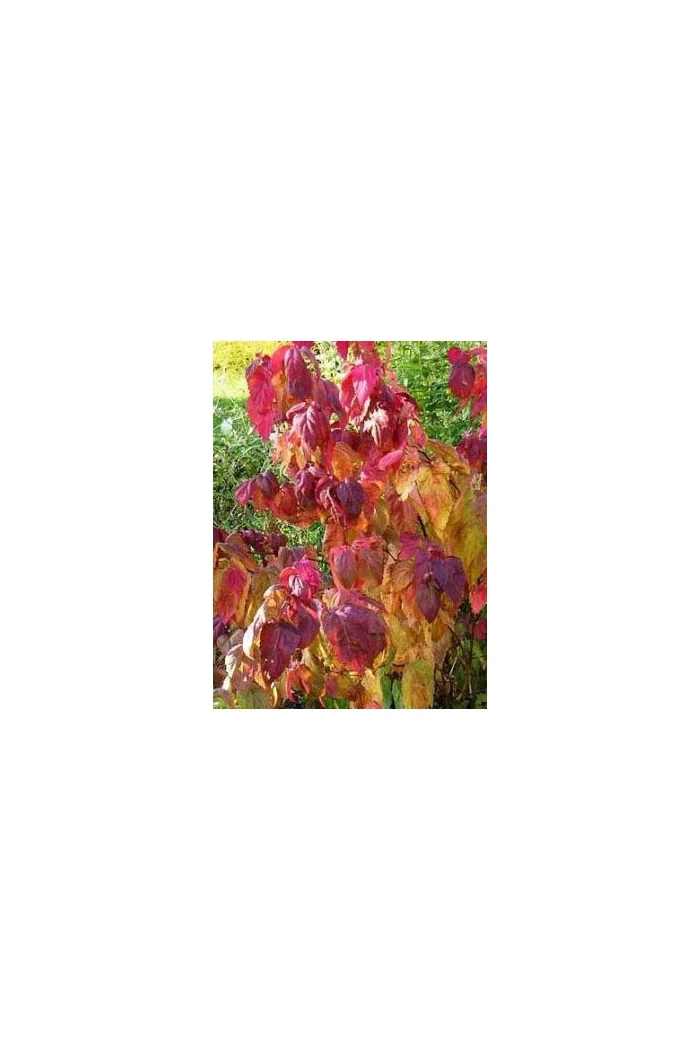 Tawuła japońska 'Macrophylla' Spiraea japonica