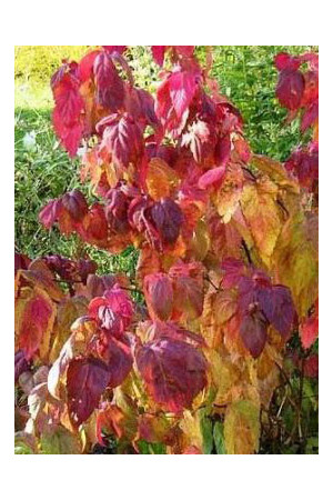 Tawuła japońska 'Macrophylla' Spiraea japonica