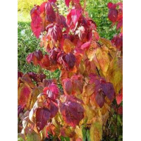 Tawuła japońska 'Macrophylla' Spiraea japonica