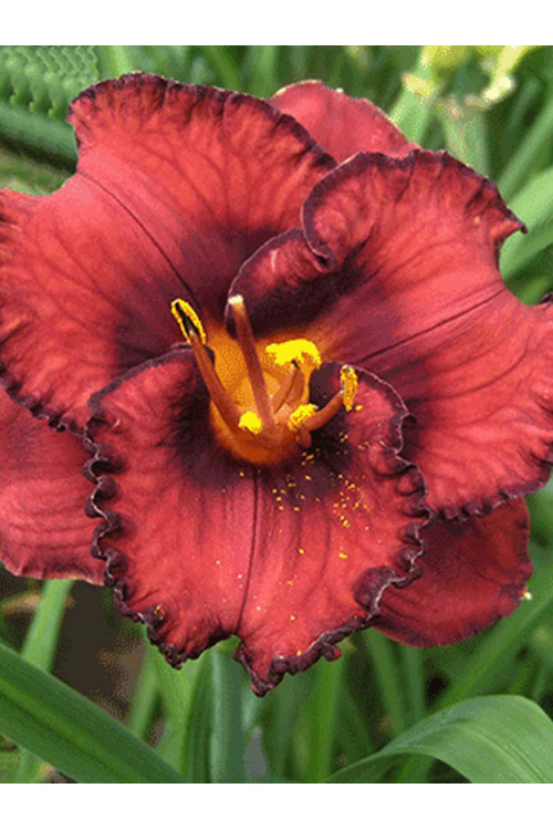 liliowiec, hemerocallis