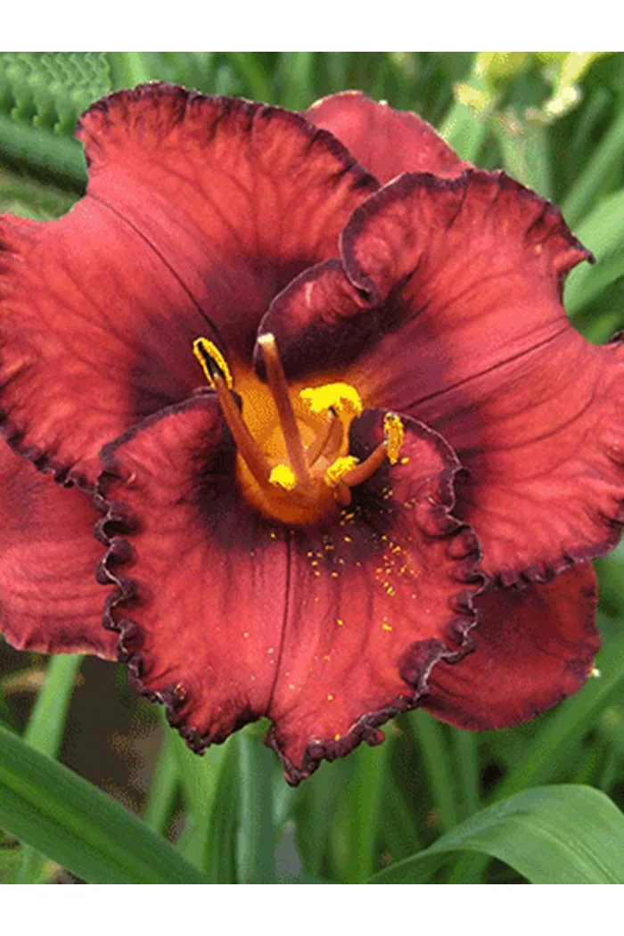 liliowiec, hemerocallis