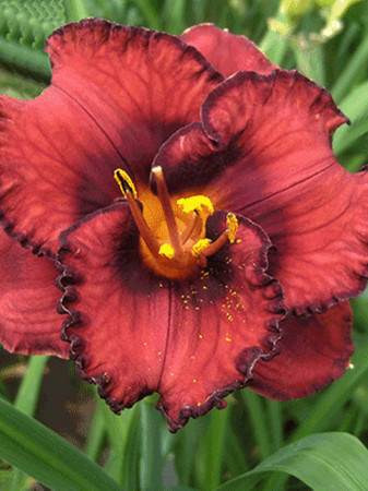 liliowiec, hemerocallis