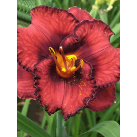 liliowiec, hemerocallis