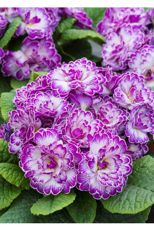 Pierwiosnek 'Belarina® Lively Lilac' | Primula
