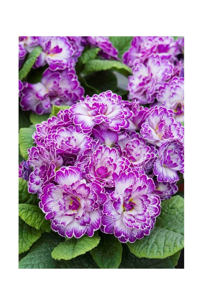 Pierwiosnek 'Belarina® Lively Lilac' | Primula