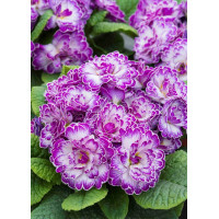 Pierwiosnek 'Belarina® Lively Lilac' | Primula