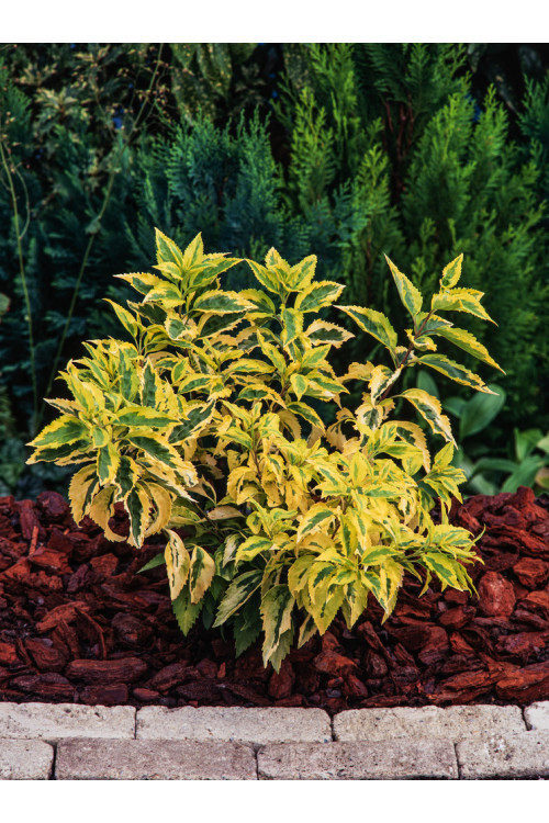 Forsycja pośrednia 'Golden Times' | Forsythia intermedia