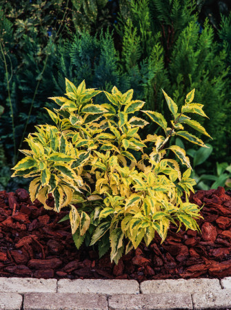 Forsycja pośrednia 'Golden Times' | Forsythia intermedia