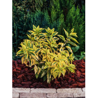 Forsycja pośrednia 'Golden Times' | Forsythia intermedia