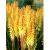 Trytoma 'Pineapple Popsicle' Kniphofia