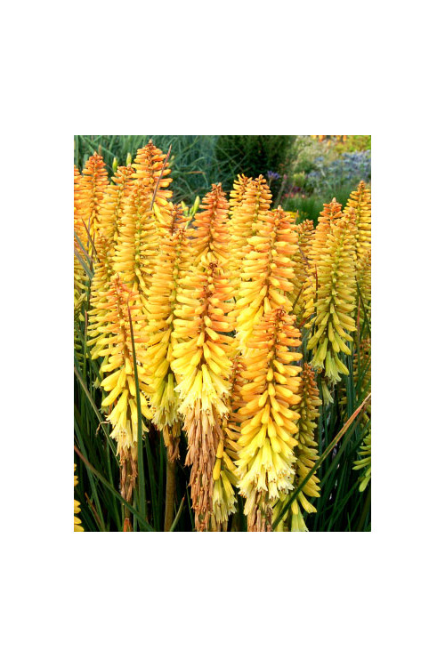 Trytoma 'Pineapple Popsicle' Kniphofia