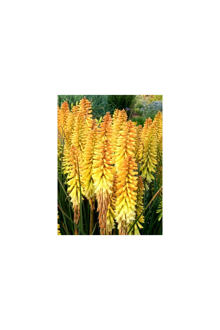 Trytoma 'Pineapple Popsicle' Kniphofia