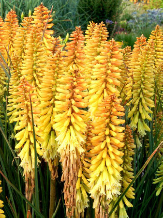 Trytoma 'Pineapple Popsicle' Kniphofia