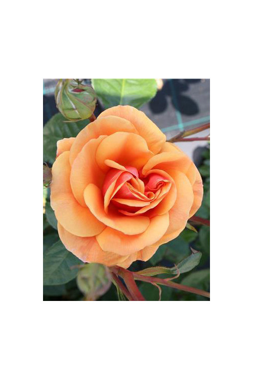 Róża 'Luberon National Parks' (wielkokwiatowa, pachnąca) | Rosa