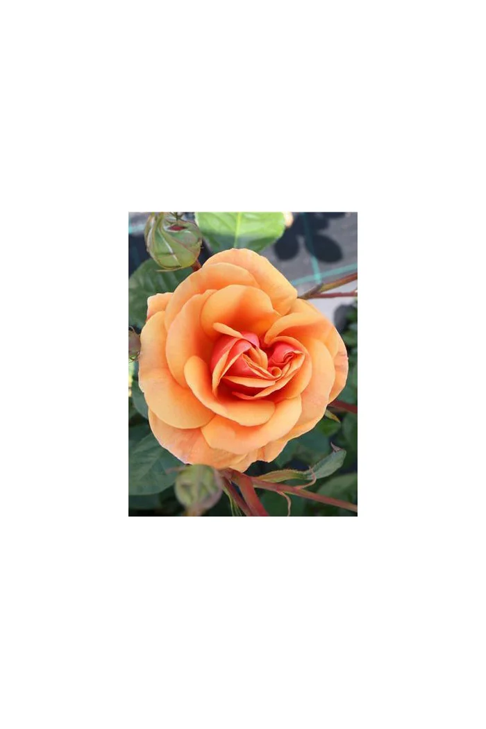 Róża 'Luberon National Parks' (wielkokwiatowa, pachnąca) | Rosa