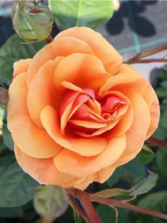 Róża 'Luberon National Parks' (wielkokwiatowa, pachnąca) | Rosa