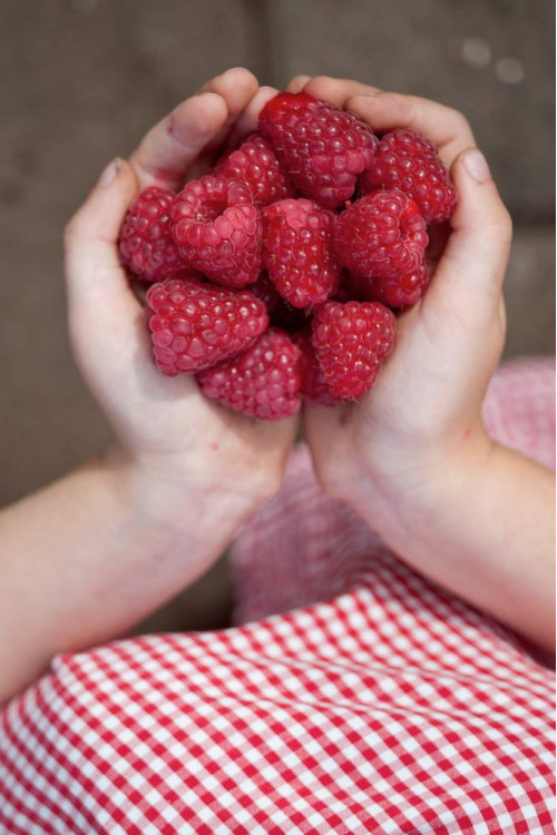 Malina 'Willamette' | Rubus idaeus