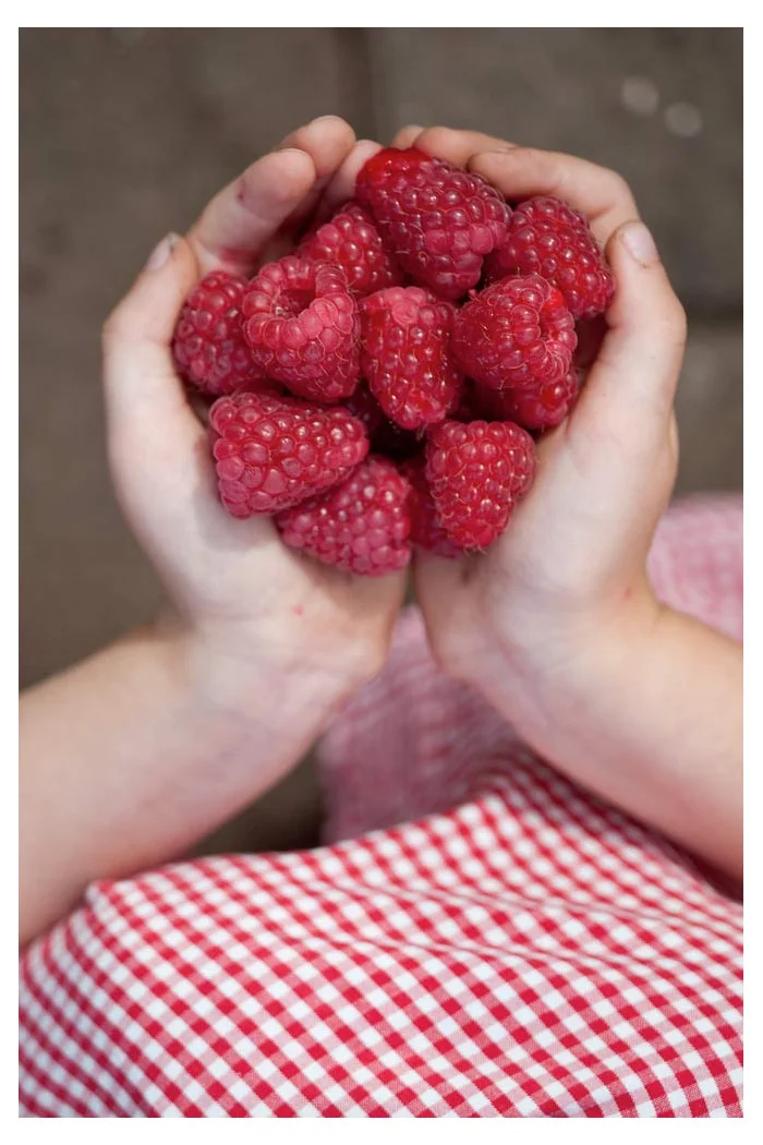 Malina 'Willamette' | Rubus idaeus
