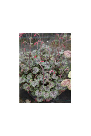 Żurawka MASTER PAINTER 'Cezanne' Heuchera