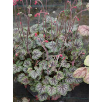 Żurawka MASTER PAINTER 'Cezanne' Heuchera