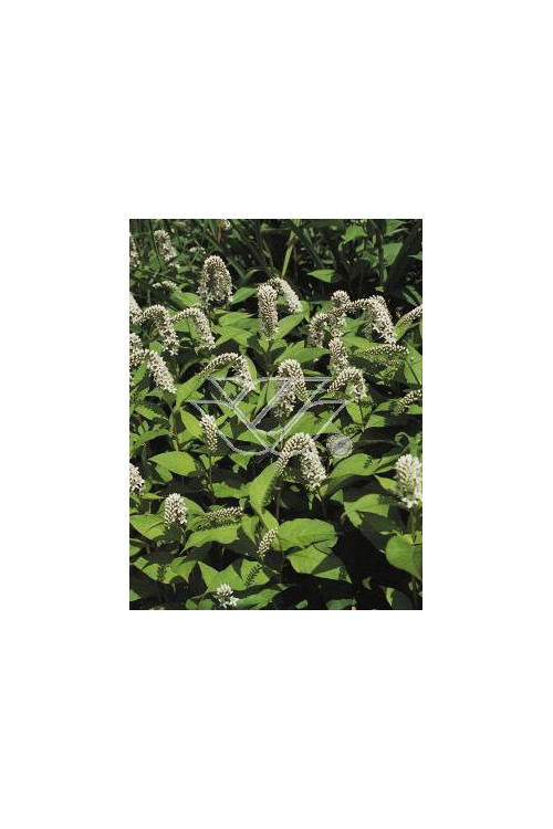 Tojeść orszelinowata Lysimachia clethroides