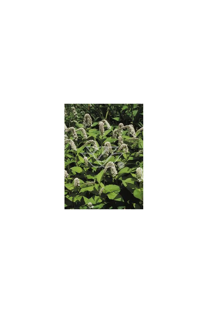 Tojeść orszelinowata Lysimachia clethroides