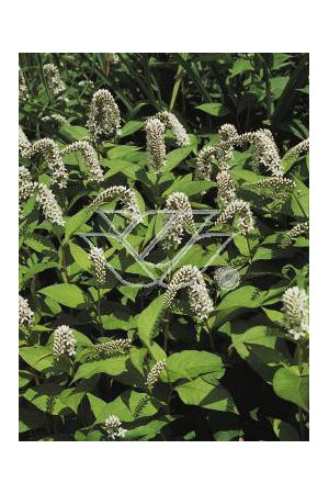 Tojeść orszelinowata Lysimachia clethroides