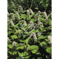 Tojeść orszelinowata Lysimachia clethroides