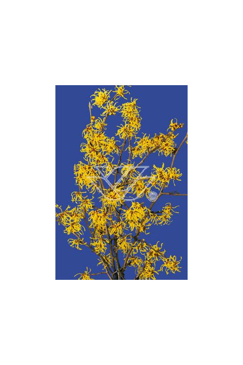 Oczar Hamamelis