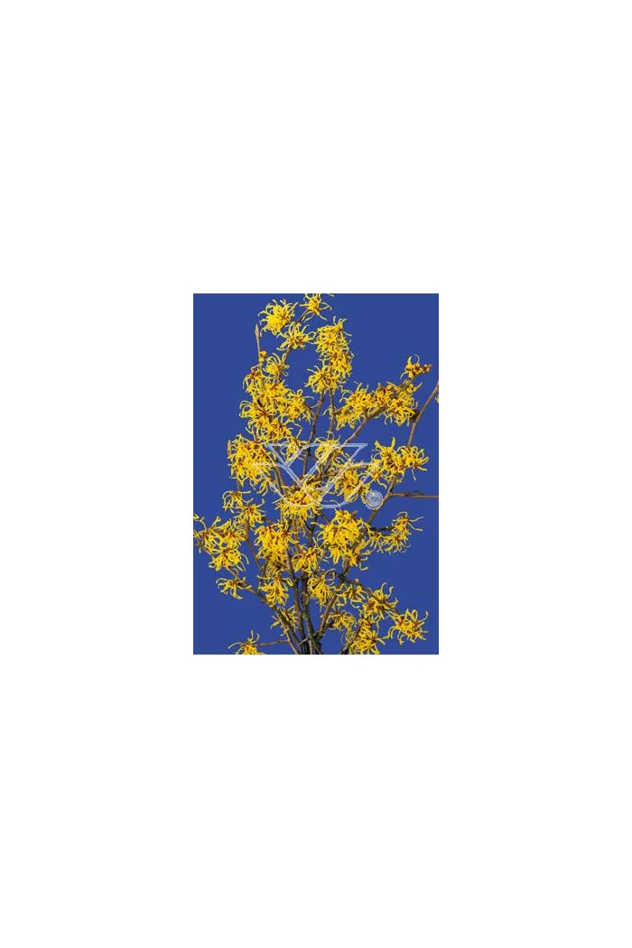 Oczar Hamamelis
