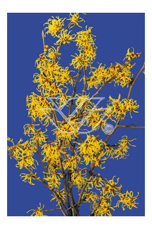 Oczar Hamamelis