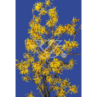 Oczar Hamamelis